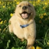 🌻 Flores amarillas 💐y perros 🐕 24