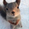 squirrels 22