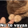 geysioy No te vayas