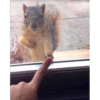 squirrels 23