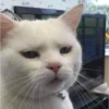 Singularity-cat 20