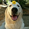 🌻 Flores amarillas 💐y perros 🐕 25