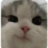 Singularity-cat 22