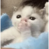Gatitos Memes😺✨💕11 13