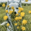 🌻 Flores amarillas 💐y perros 🐕 26