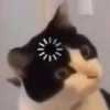 Singularity-cat 24