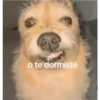 o te dormiste