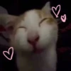cute girls love rhode 30