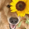 🌻 Flores amarillas 💐y perros 🐕 27