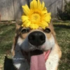 🌻 Flores amarillas 💐y perros 🐕 28