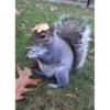 squirrels 24