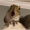 squirrels 25