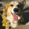 🌻 Flores amarillas 💐y perros 🐕 29