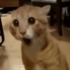 Gatitos Memes😺✨💕11 15