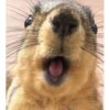 squirrels 26