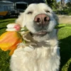 🌻 Flores amarillas 💐y perros 🐕 30