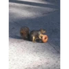 squirrels 27