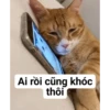 Singularity-cat 27