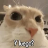 🌈🐈 Gatos MOOD 🥭🎡🏖️ 15