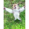 squirrels 28
