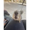 squirrels 29