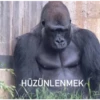 goril 5