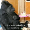 goril 6