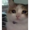 Cats [04] 5