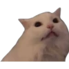 Cats [04] 6