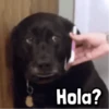 Hola?