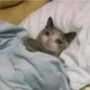 Cats [04] 7