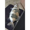 Cats [06] 6