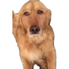 Perros xd 5