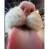 Cats [06] 7