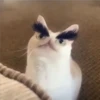 Cats [03] 5