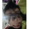tiktok 8
