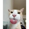 Cats [06] 8