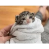 Cats [04] 8