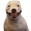 Perros xd 8