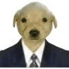 Perros xd 9