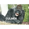 goril 8