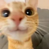 Gato bobo