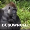 goril 9
