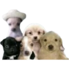 Perros xd 10