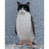 Cats [06] 9