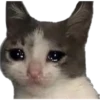 Cats [04] 9