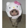 Cats [03] 8
