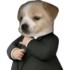Perros xd 11