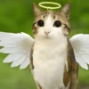 Meowl 🐱Gatos michis 🐾 10
