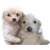 Perros xd 12